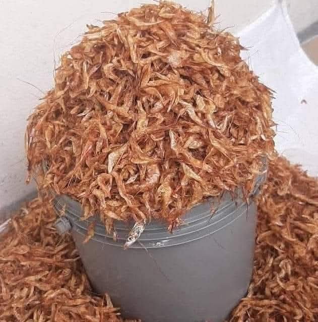 crayfish ( cup ) crayfish ( cup )